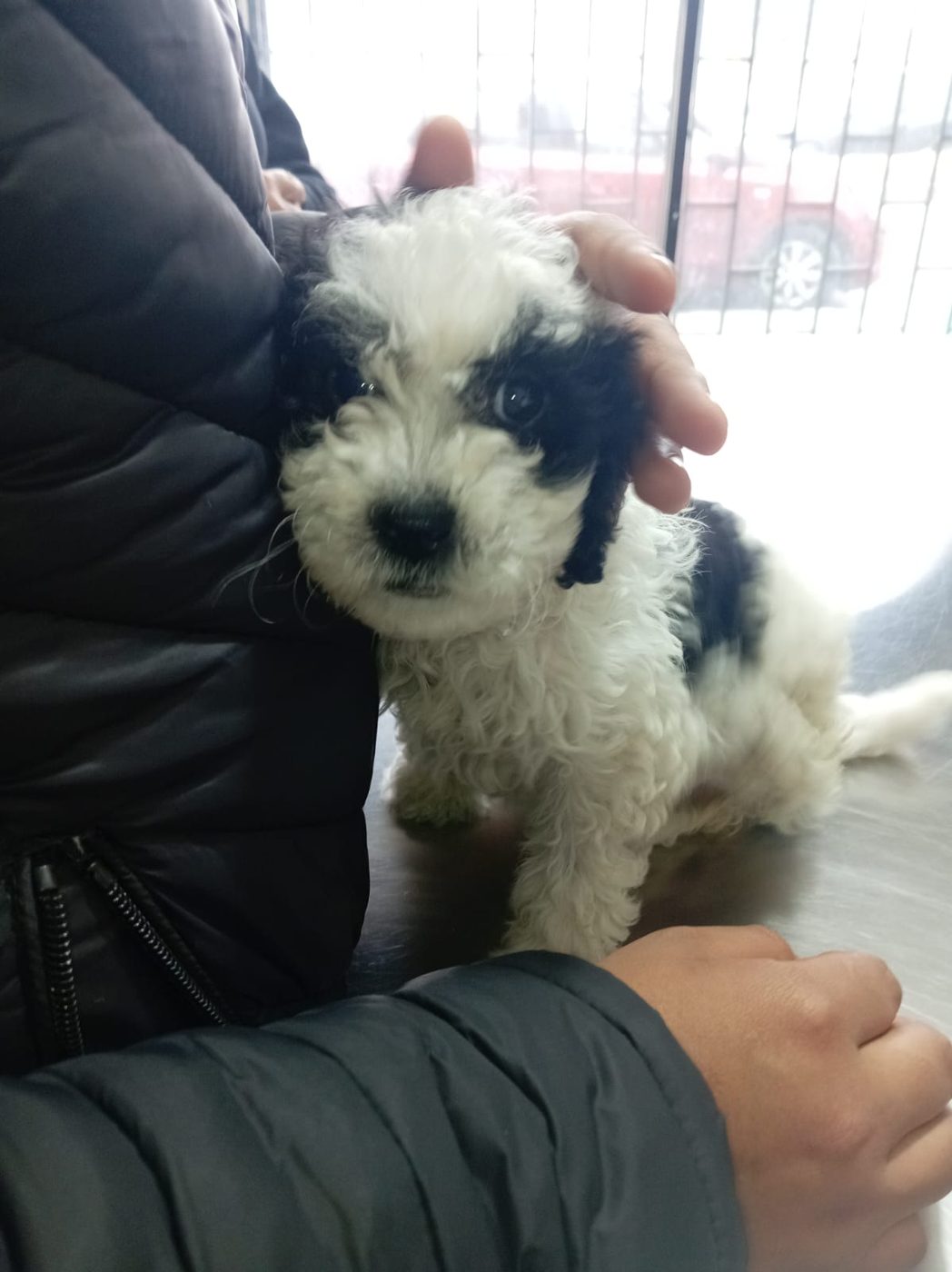 Cachorro blanco y negro en brazos de su dueño