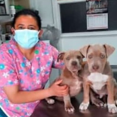 Médica veterinaria de Kardom con dos cachorros